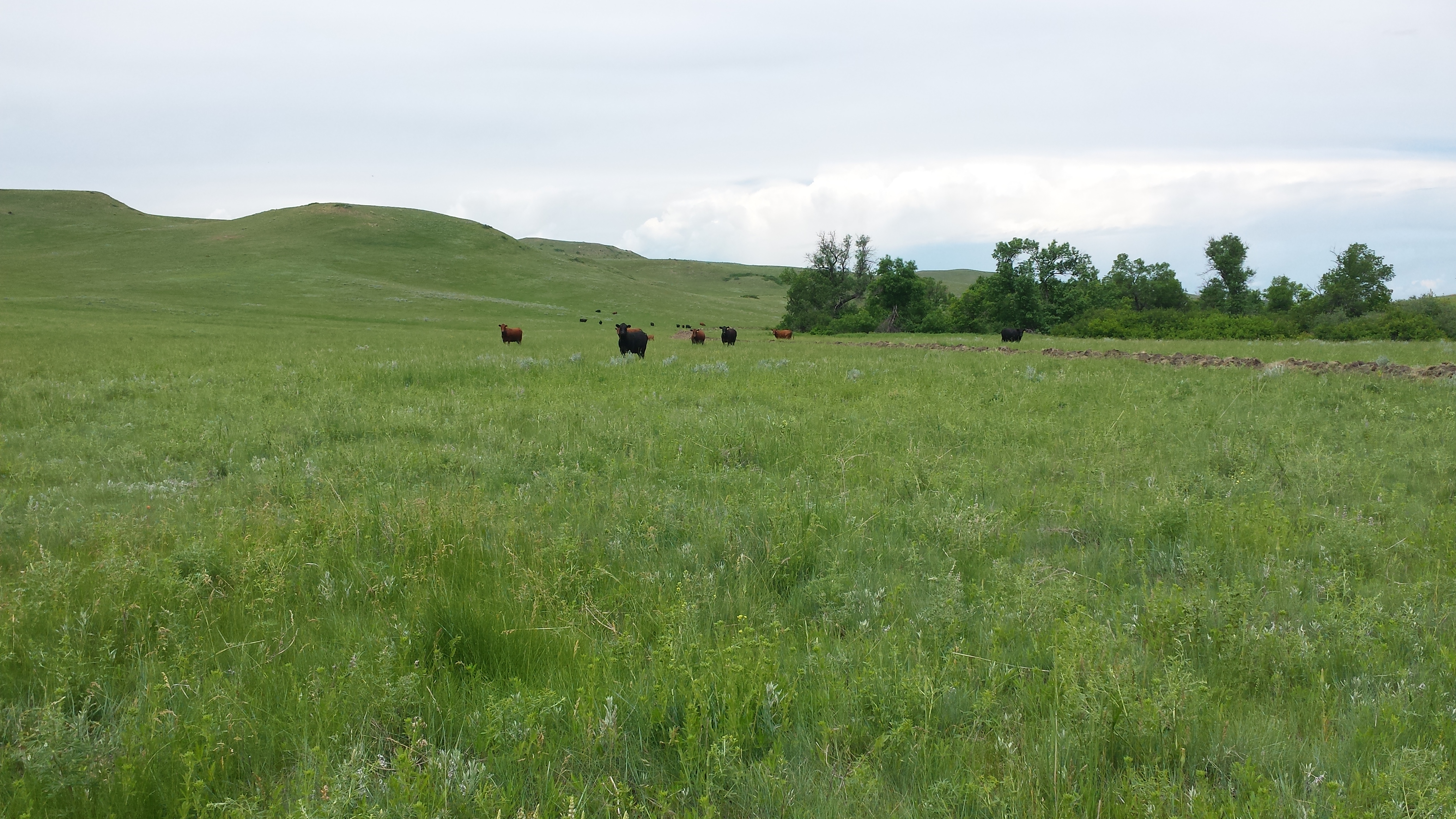 Padlock Ranch: Conservation Through Ranching